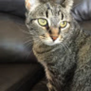 Meet your Posher, Diana